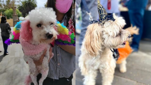 Realizan concurso de disfraces con perritos en Zacatecas; buscan que se adopten mascotas