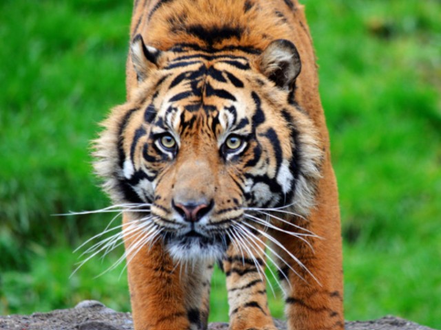 Un tigre en peligro de extinción mató a la hembra durante el acto sexual para preservar su especie