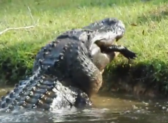 "Es un maldito dinosaurio": un enorme aligátor caníbal se come a otro de casi dos metros (VIDEO)