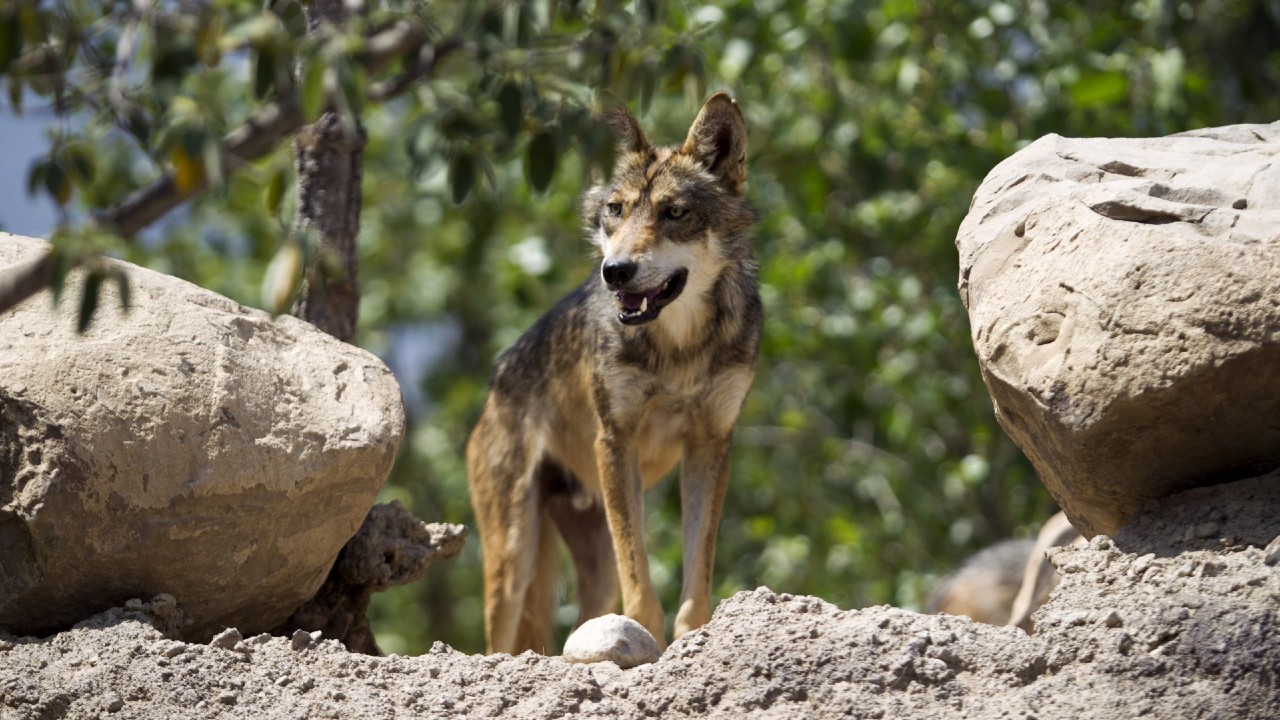 Lobo gris mexicano escapa de parque en Estado de México, ya lo buscan