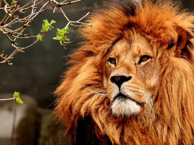 La población de leones se redujo a la mitad desde el lanzamiento de 'El Rey León'