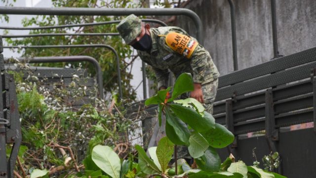 En busca de plantíos de coca, militares destruyen huerto de campesino afiliado a programa de Conafor