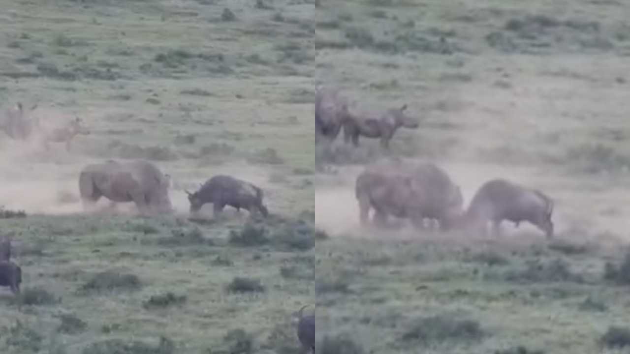 Video: Captan duelo épico entre búfalo y un rinoceronte