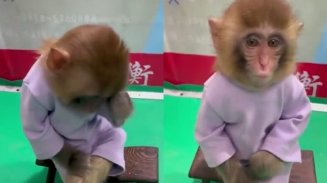 Zoológico obliga a bebé mono a fumar en su campaña contra el tabaquismo