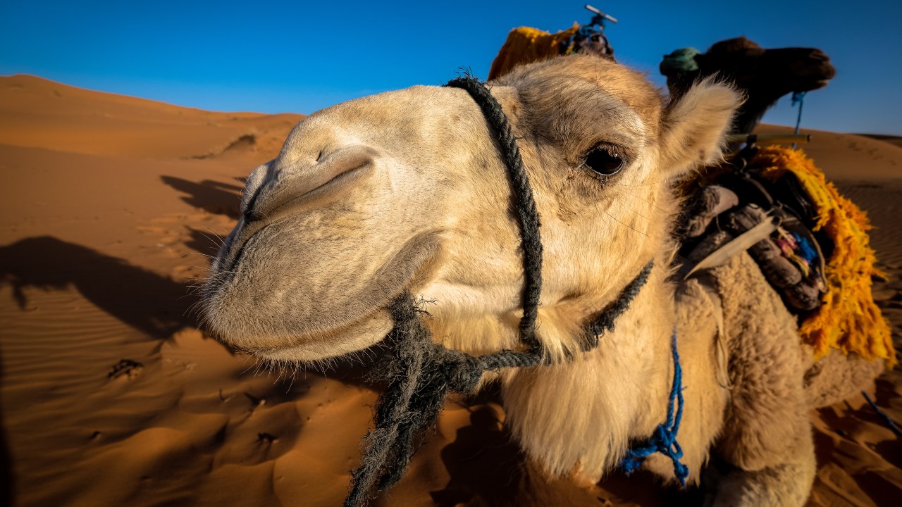Descalifican a 43 camellos de concurso de belleza por usar bótox 