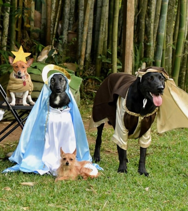 Suave Navidad: En Veracruz organizan pastorela con perritos disfrazados