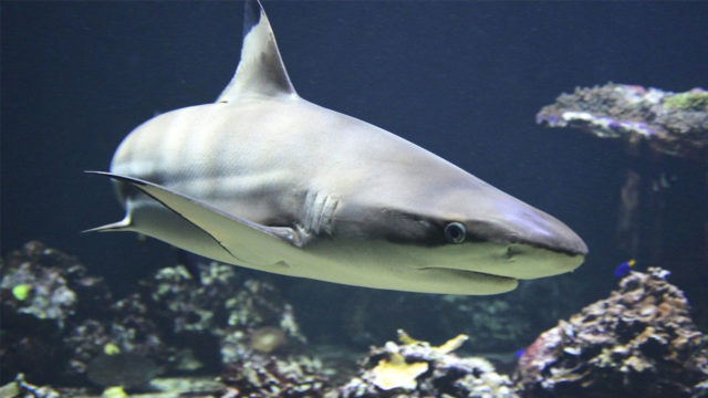 Tiburón escupe un brazo en un acuario