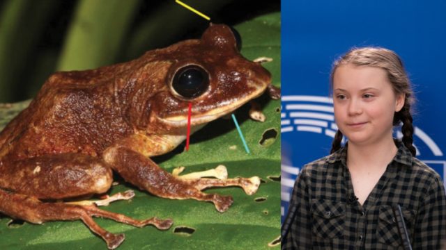 "Greta Thunberg", así nombraron a una nueva especie de rana encontrada en Panamá