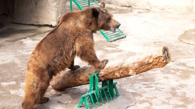 Madre arroja a su hija a la jaula de un oso