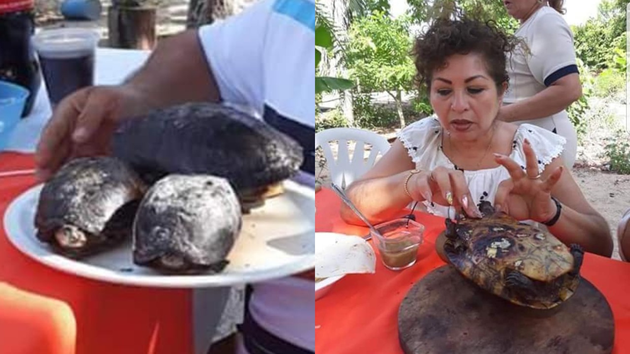 Cocinan a tortugas vivas en Tabasco