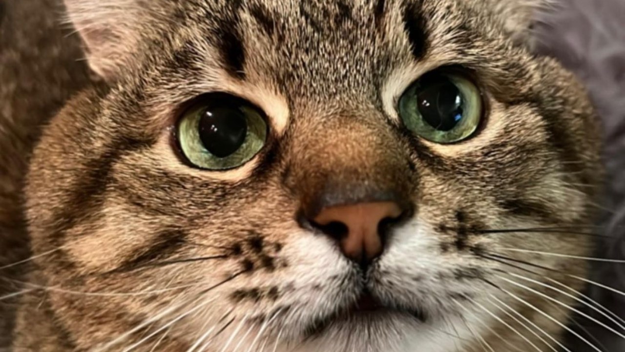 Él es Stepan, el gato que ha recaudado miles de dólares para ayudar animales en Ucrania