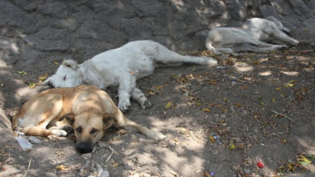 Sacrificarán a perros y gatos que viven en zona AIFA por control de plagas