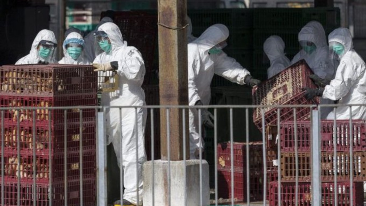 Gripe aviar H3N8: ¿Qué tan peligrosa puede ser?
