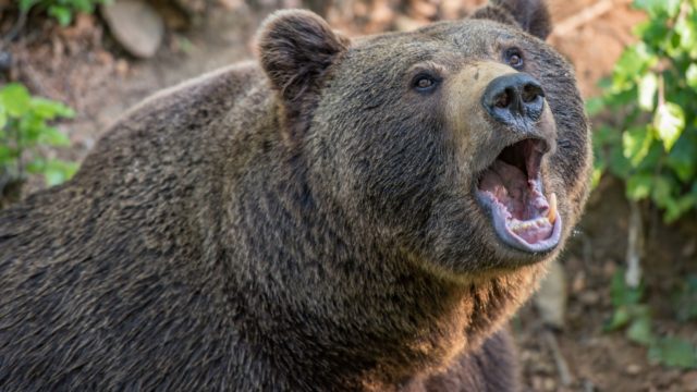 Antes de morir, oso asesina a cazador que le disparó