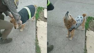Joven crea impermeables para perritos de calle y se vuelve viral en TikTok