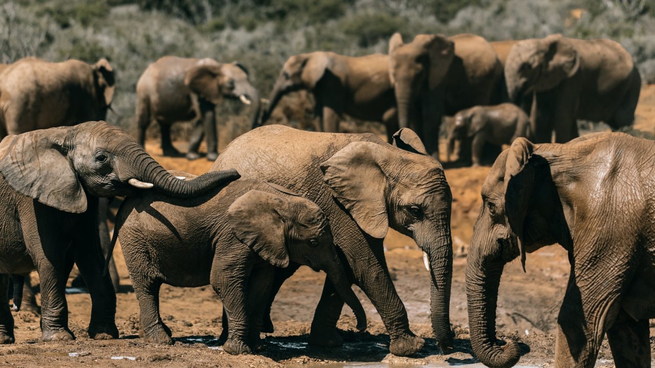Muere cazador por ataque de un elefante africano
