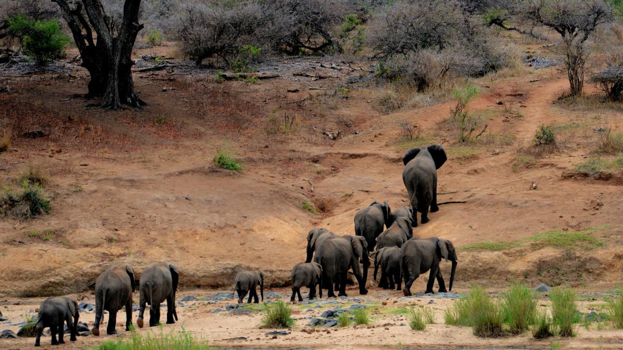 Muere cazador por ataque de un elefante africano