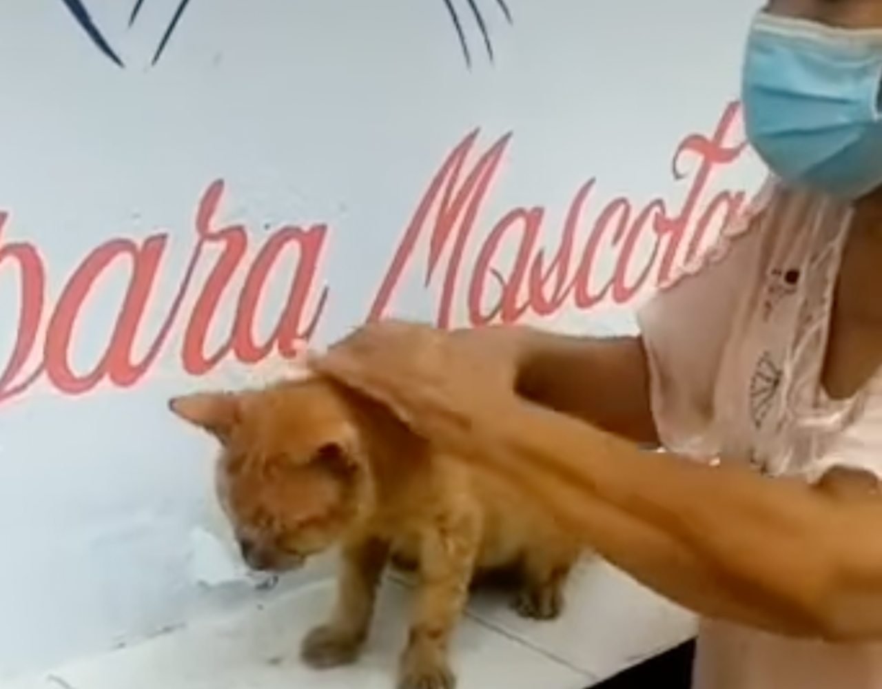 "No me tengas asco": Dueños de gatito con heridas por agua caliente piden que no lo discriminen