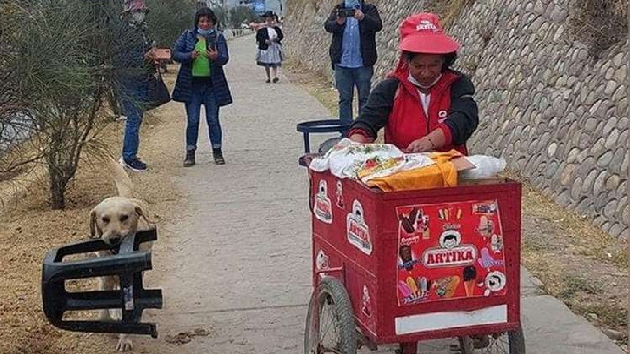 Perrito ayuda a peruana a vender helados cargando su silla y tierna escena sorprende a miles: “Hermoso” [VIDEO]
