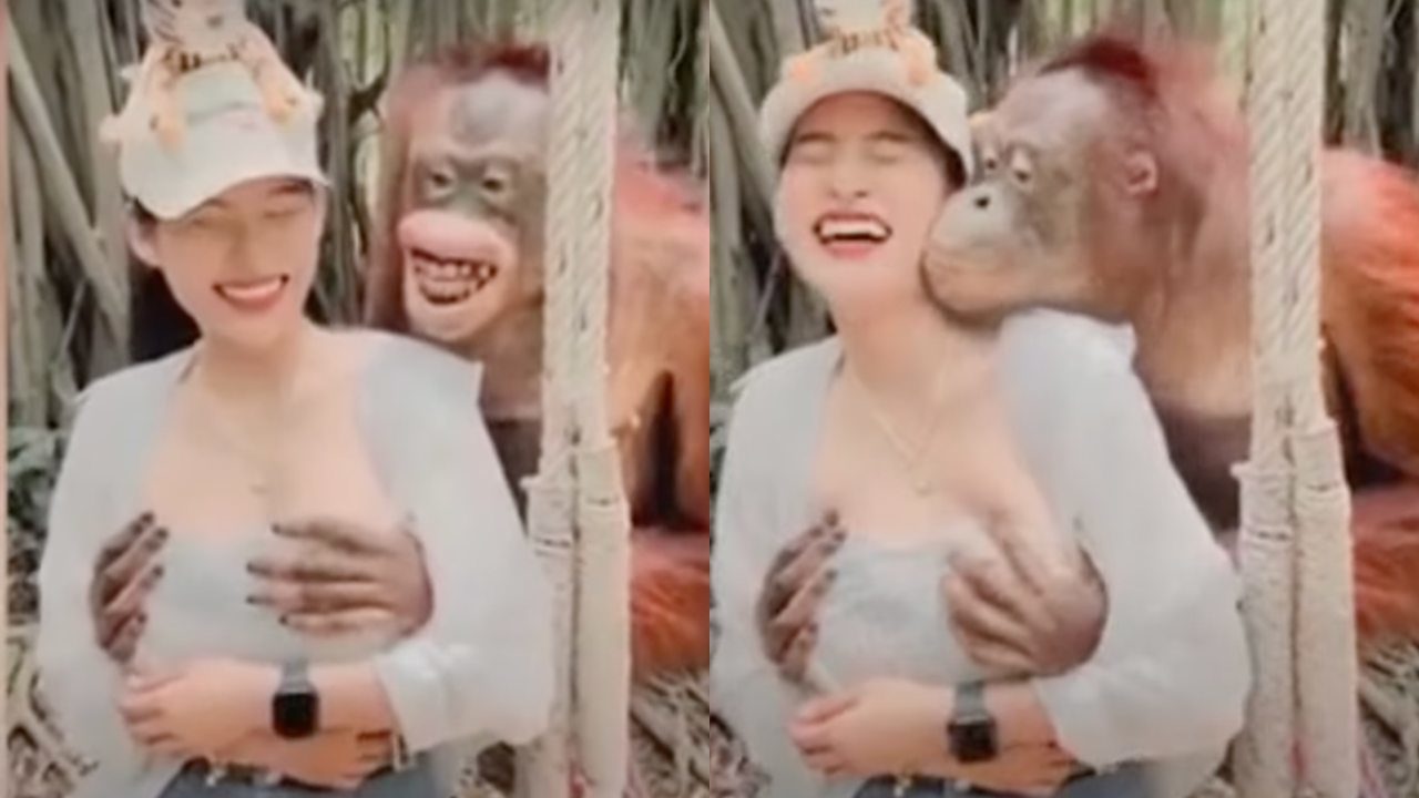 Video: Orangután de zoológico toca el pecho de una mujer y le da un beso