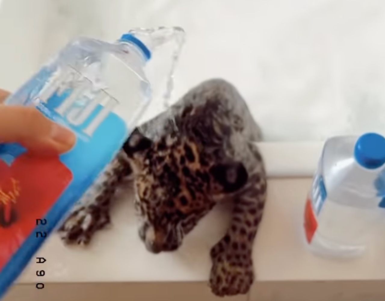 Acusan a Fofo Márquez por maltrato animal tras bañar a su leopardo con champagne y agua embotellada