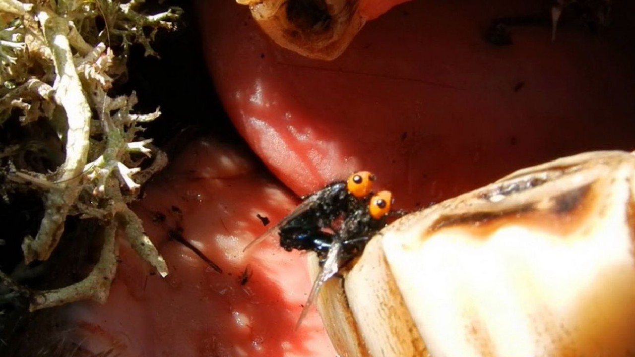 Guardabosques descubren moscas carnívoras que se creían extintas hace más de un siglo