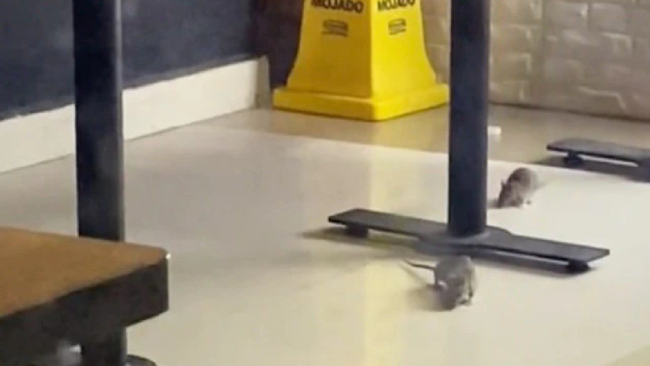 VIDEO: Captan plaga de ratas en restaurante de Fórum Buenavista en CDMX