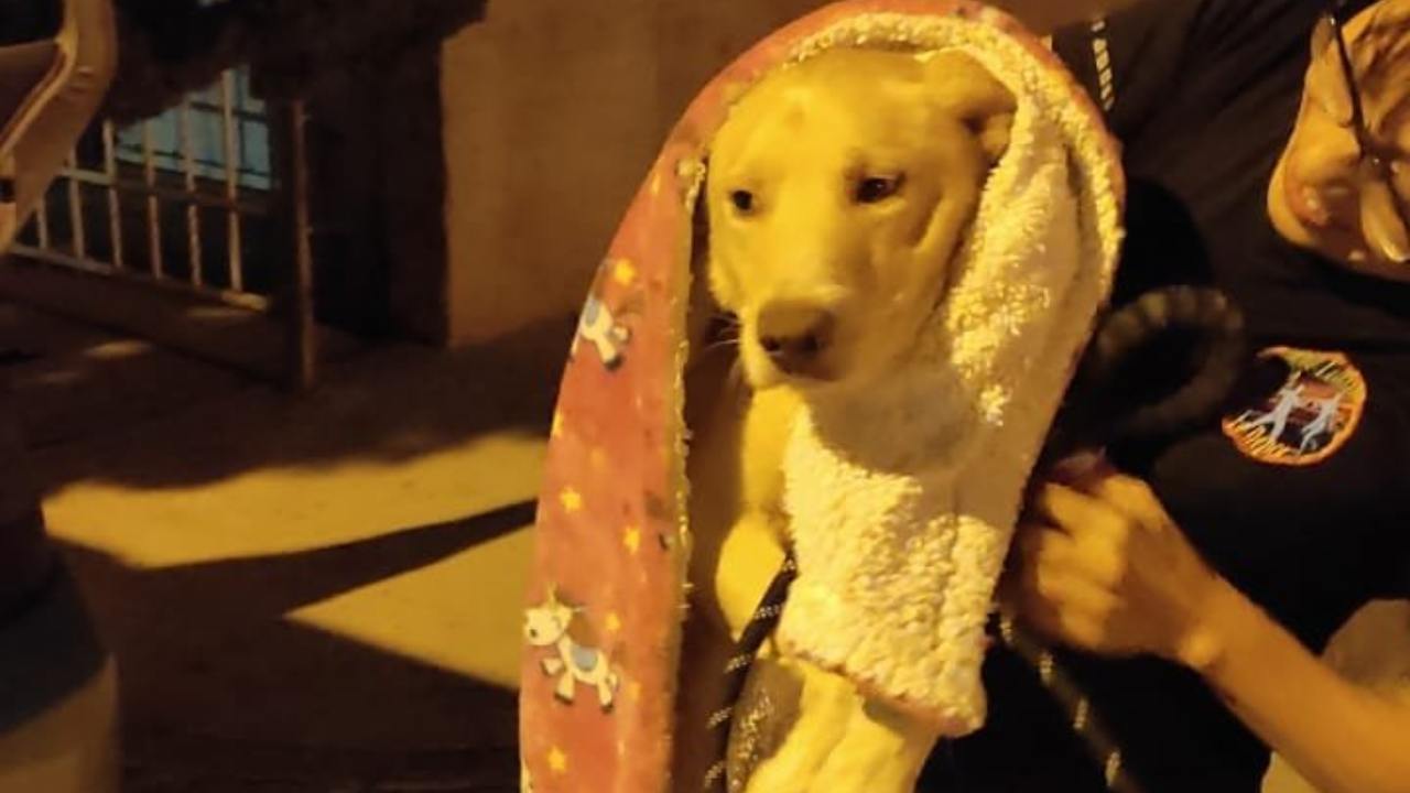 Por violar a perritos, detienen a hombre "rescatista" en Chihuahua