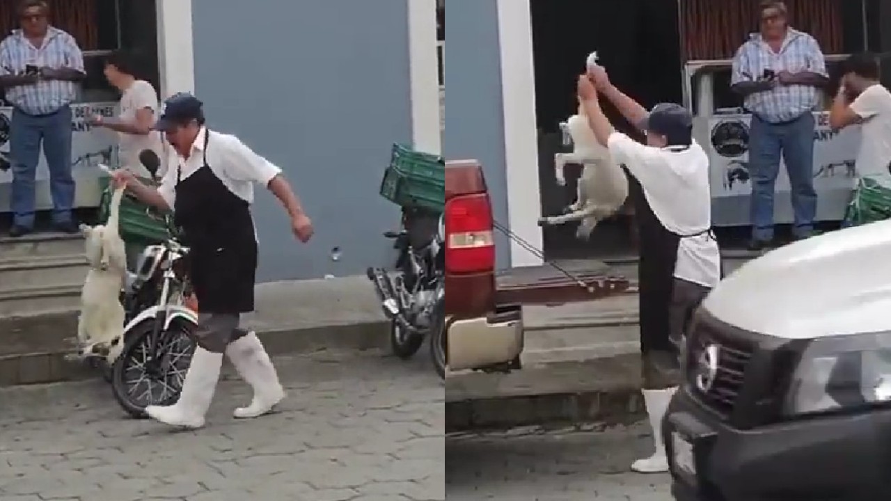 ¡Qué le pasa! Carnicero le dispara a perrita con pistola de balines en Puebla