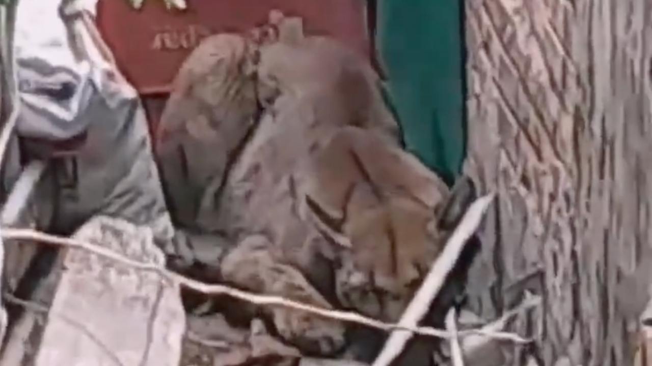 Video: Puma se refugia en una casa para evitar incendios forestales