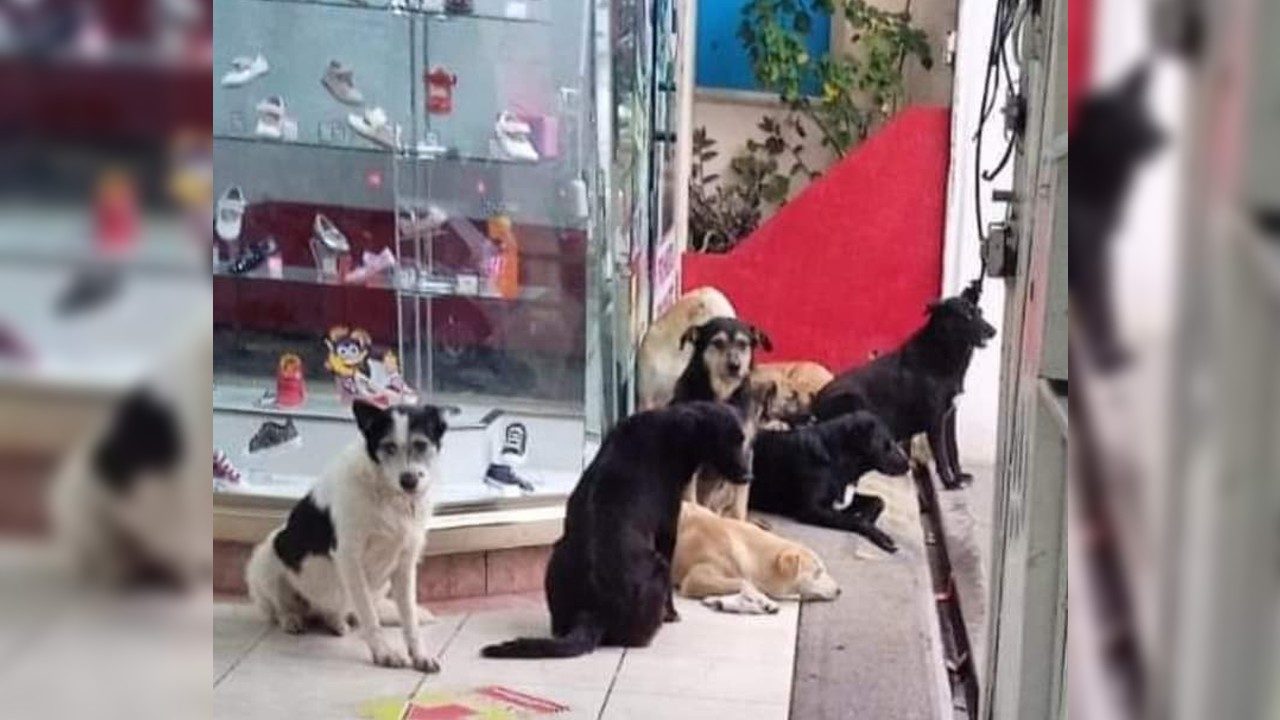 Zapatería permite a perritos callejeros refugiarse durante lluvia en Oaxaca y se vuelve viral