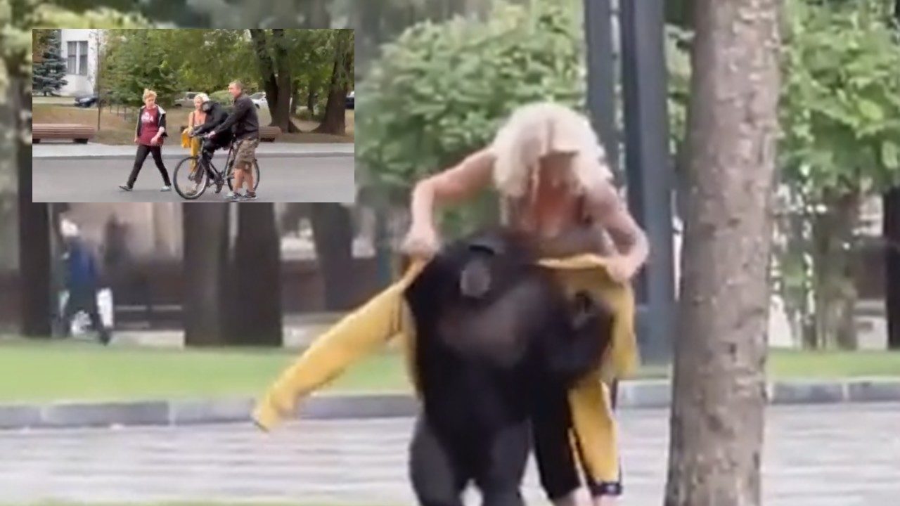 Video: Chimpancé escapó del zoológico y volvió en bicicleta