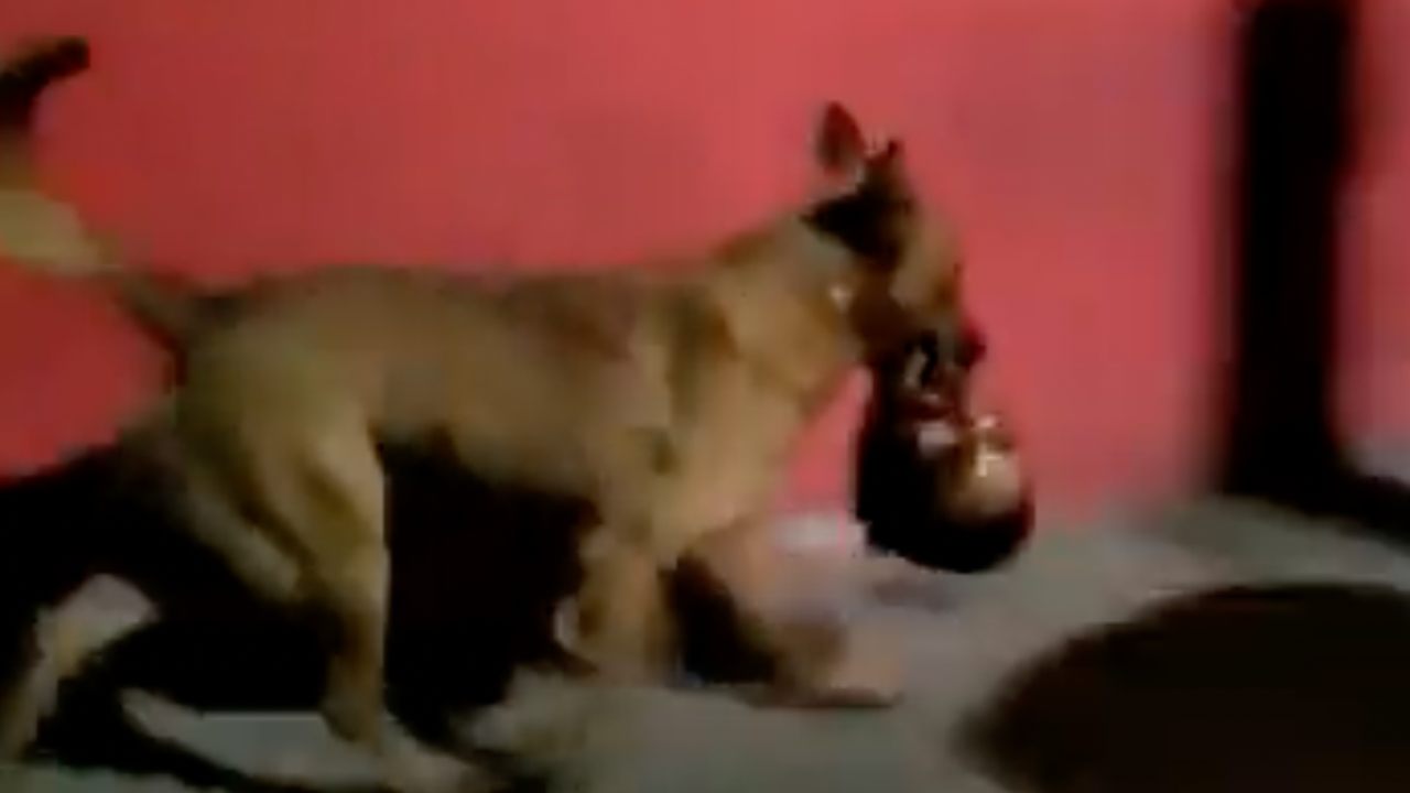 Autoridades recuperan cabeza humana que traía un perro en Zacatecas