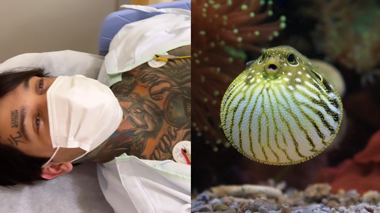 Influencer colombiano termina en el hospital luego de comer pez globo en Japón