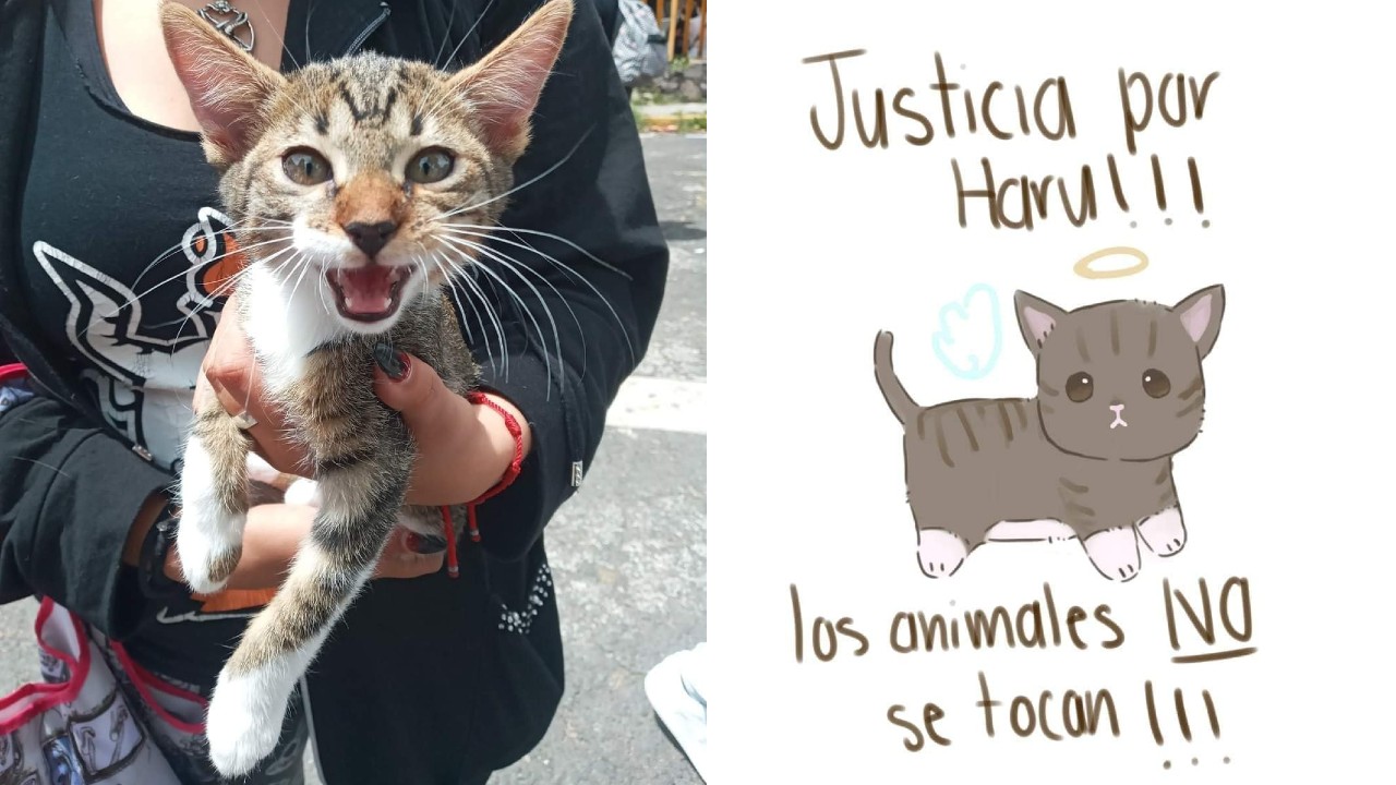 Exigen justicia para Haru, un gatito asesinado en el CCH Vallejo de la UNAM