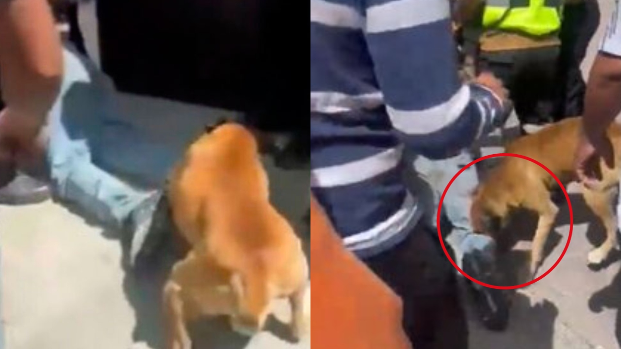 Policías rescatan a ladrón que quería ser linchado, hasta el perro lo mordió