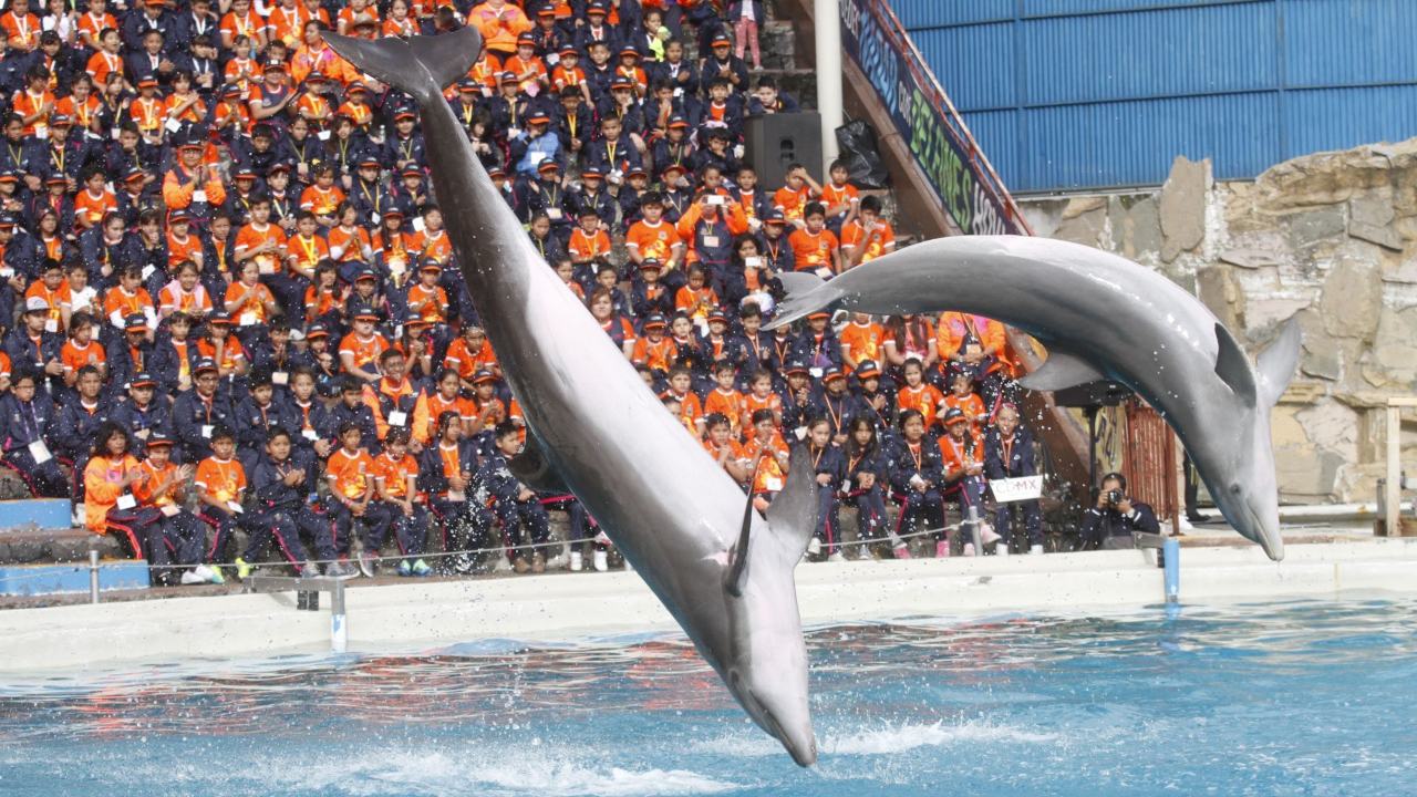 Prohíben en México uso de animales marinos en espectáculos de entretenimiento 
