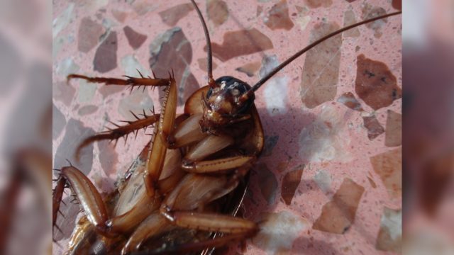 La plaga de cucarachas que canceló el Halloween en un condado de Detroit