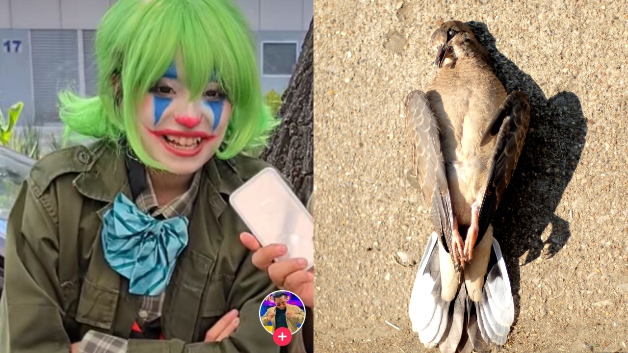 Chica evitó un asalto gracias a una paloma: su historia es tan sorprendente como bizarra