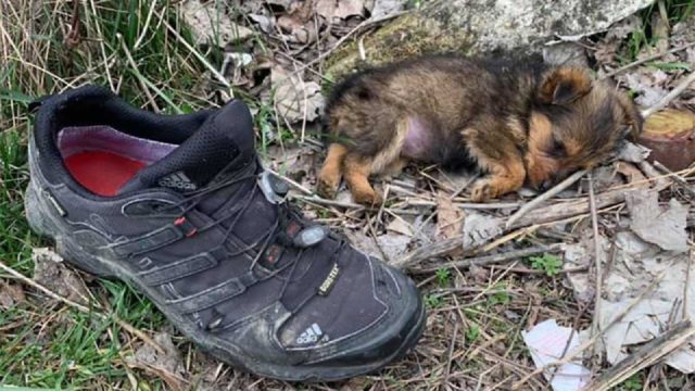 Perrito vivía en un zapato, hasta que una familia amorosa lo adoptó