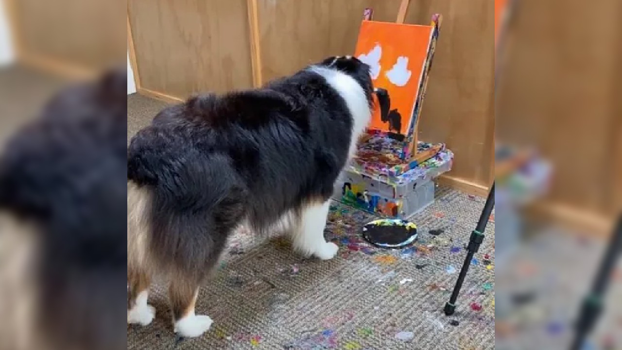 Perrito se vuelve viral al demostrar su talento pintando cuadros; "¡Todo un artista!"