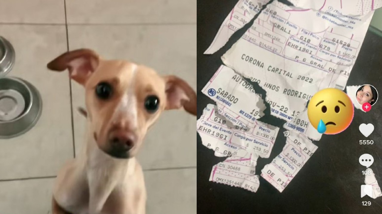 Perrito destroza boleto para el Corona Capital 2022 de su dueña; se vuelve viral