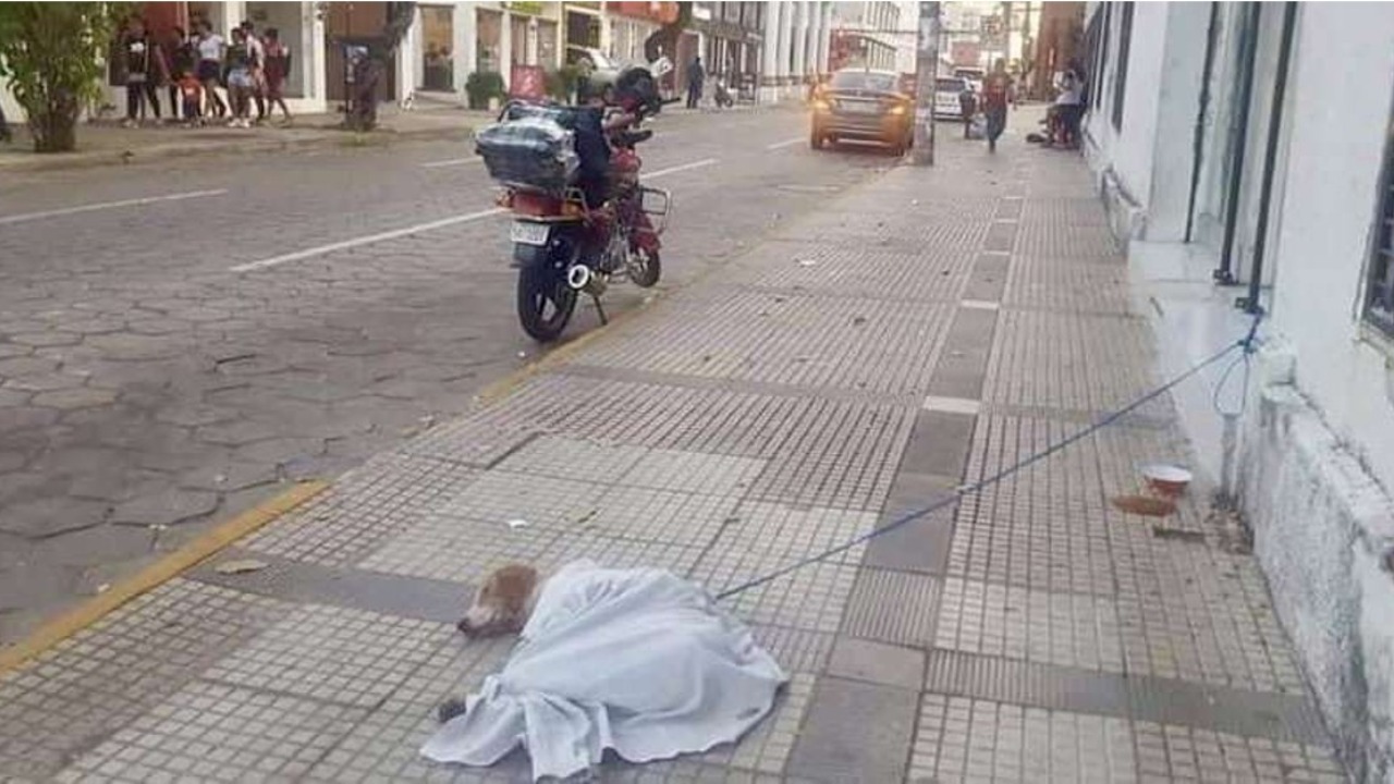 Tristeza nivel: Abandonan a perrito enfermo en calle de Bolivia