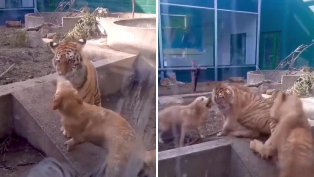¡Que valiente!: Perrito entra a jaula de Tigre y lo muerde