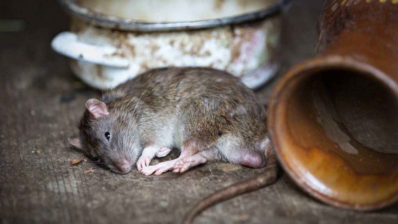 Nueva York busca un profesional con "sed de sangre" para luchar contra las ratas