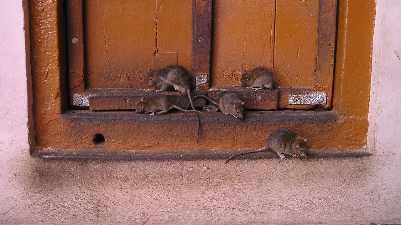 Nueva York busca un profesional con "sed de sangre" para luchar contra las ratas