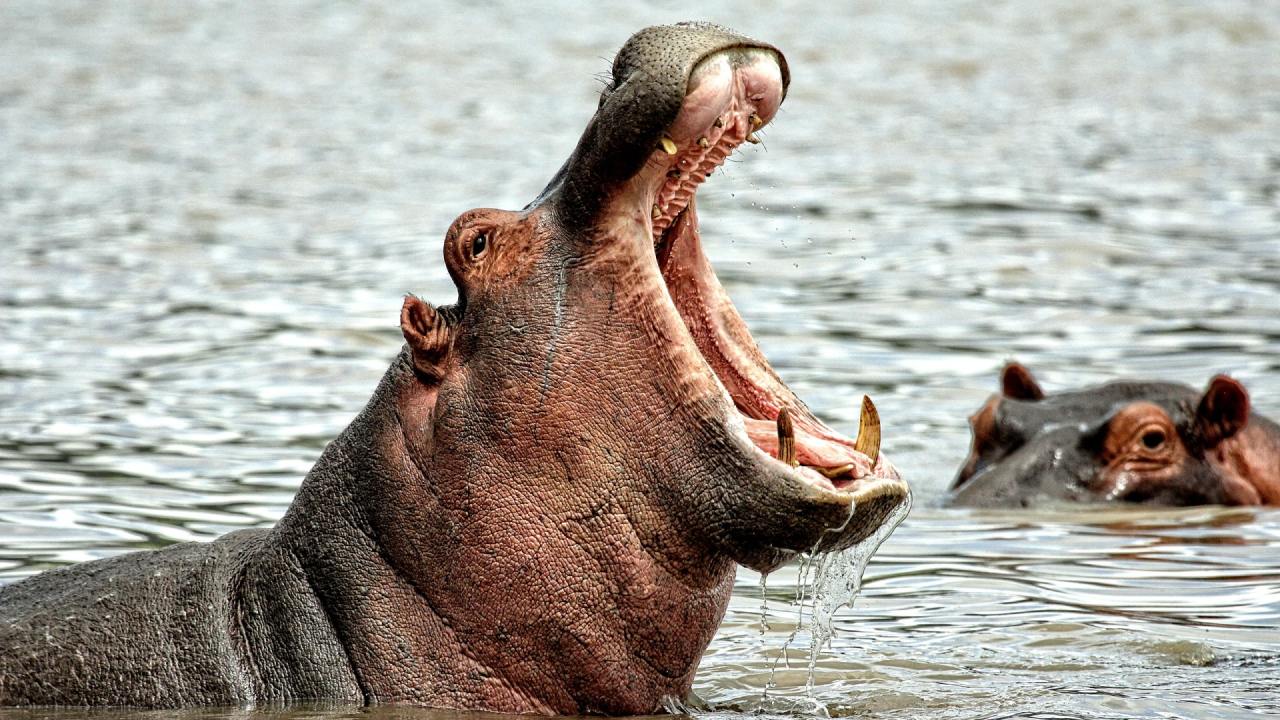 Rescatan a niño de un hipopótamo que se lo tragó