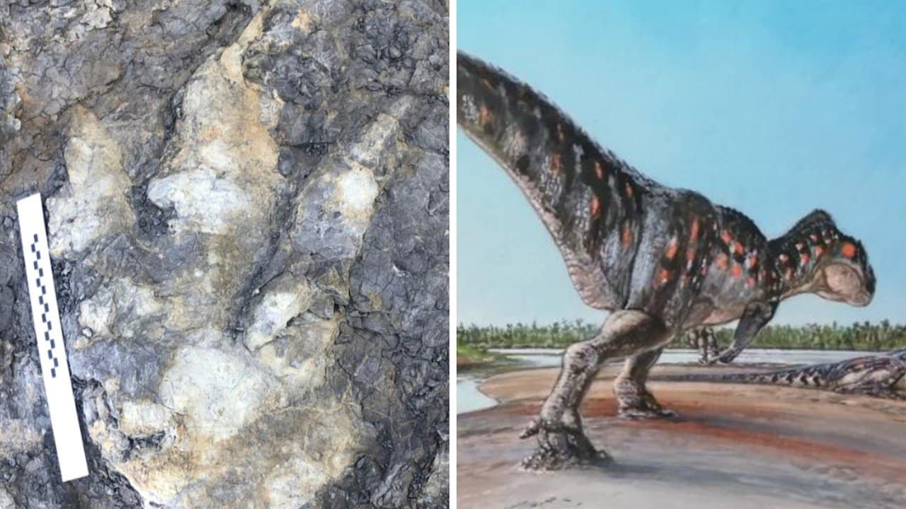 Encuentran gran huella de dinosaurio carnívoro en Reino Unido