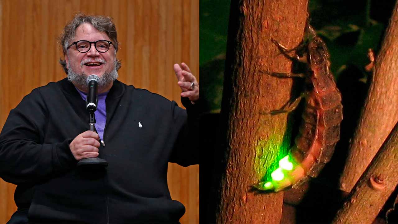 Científico de la UNAM nombra luciérnaga en honor a Guillermo del Toro