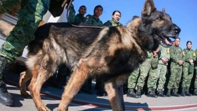 ¡Honor a quien honor merece! Proteo, perrito rscatista, tendrá un monumento en Turquía